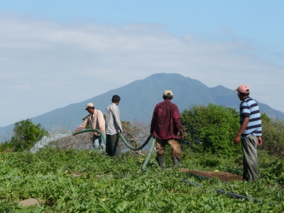 Farmers watering their crops